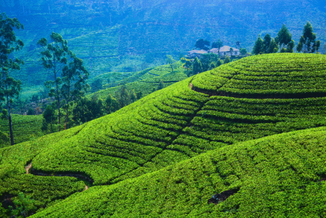 13 days Sri Lanka